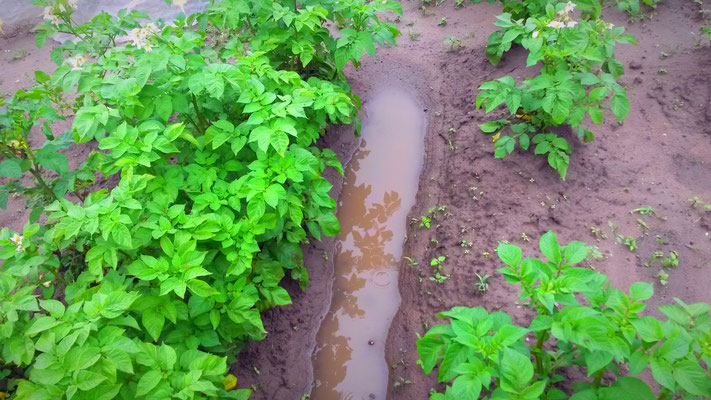 Wassergraben an Kartoffeln...