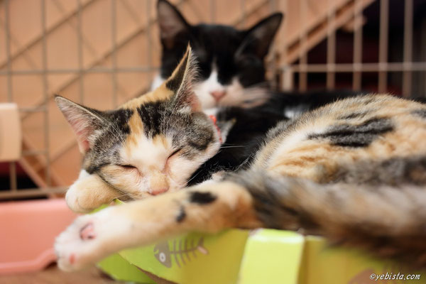 ざくろちゃんギャラリー 譲渡型保護猫カフェ 新中野miagolareミャゴラーレ ざくろちゃんギャラリー 譲渡型保護猫カフェ 新中野miagolareミャゴラーレ
