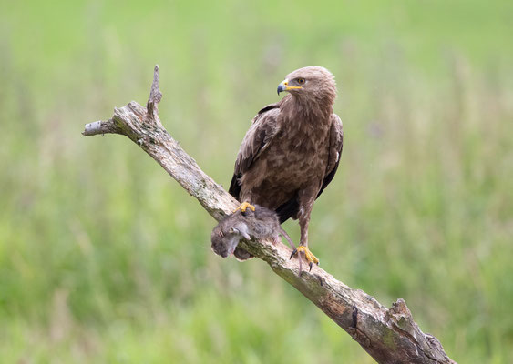 Schreiadler (Lesser Spotted Eagle)