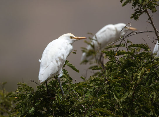Kuhreiher (cattle egret)