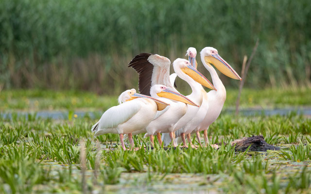 Rosa Pelikan (Pink Pelican)