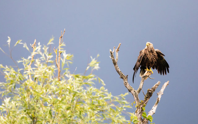 Seeadler (White-tailed Eagle)