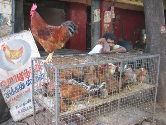 Hühnerverkäufer in Chennai