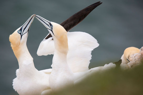 Basstölpel (Gannets)