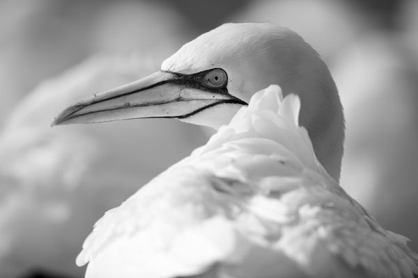 Basstölpel Helgoland