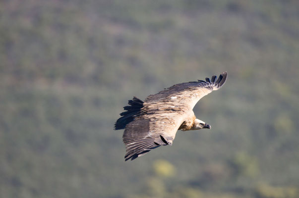 Gänsegeier
