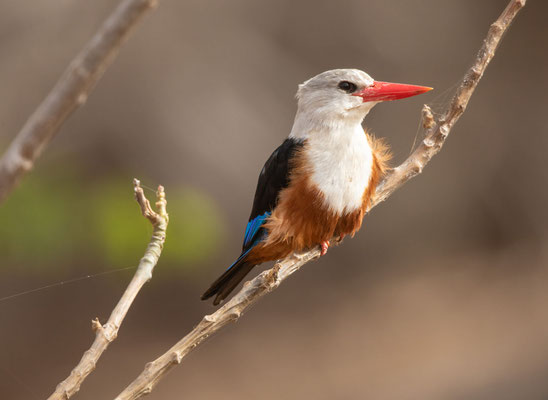 Graukopfliest (gray-headed kingfisher)