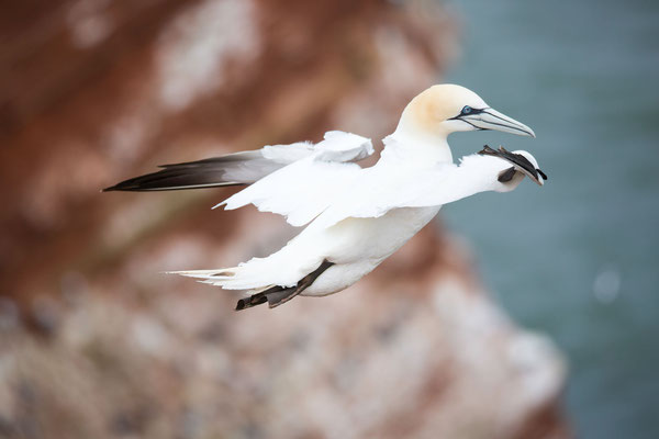 Basstölpel (Gannets)