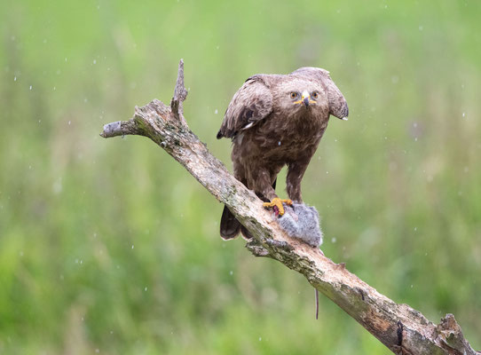 Schreiadler (Lesser Spotted Eagle)