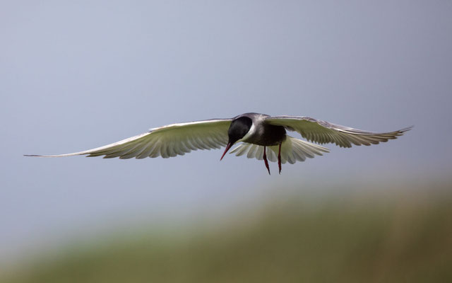 Weissbartseeschwalbe (Whiskered Tern)
