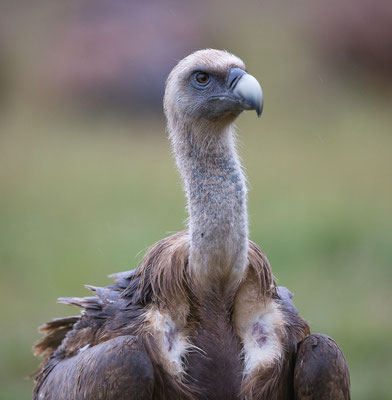 Gänsegeier (Griffon Vulture)
