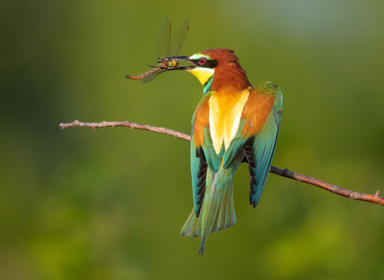 Bienenfresser (Bee-eater)