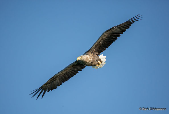 Seeadler (White-tailed Eagle)