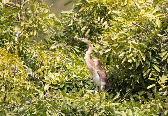 Kapverden-Purpurreiher endemisch (Bourne's Heron)