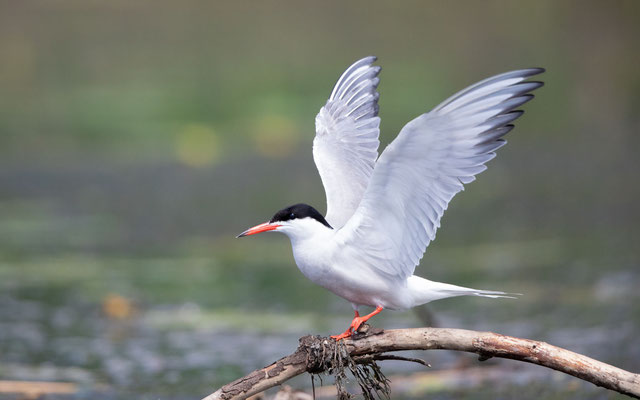 Flussseeschwalbe (Common Tern)