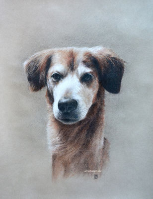 Balu - 2016, 30 x 40 cm, Kohle auf Papier