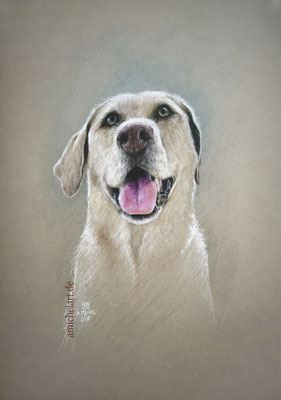 Charlie - 2026, 30 x 42 cm, Buntstift auf Karton