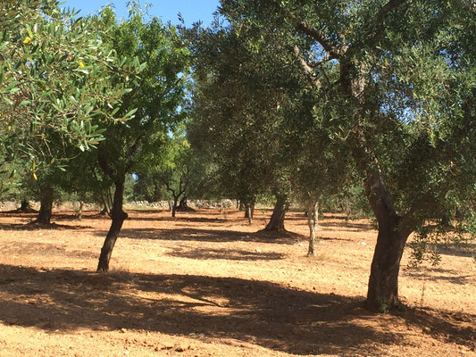 campeggio naturista