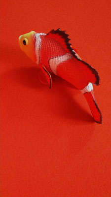 Clownfisch Nemo