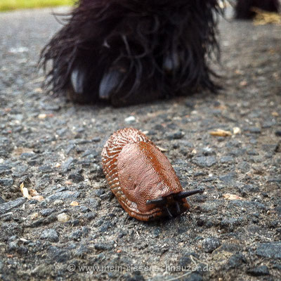 Aus dem Weg, Schnecke!