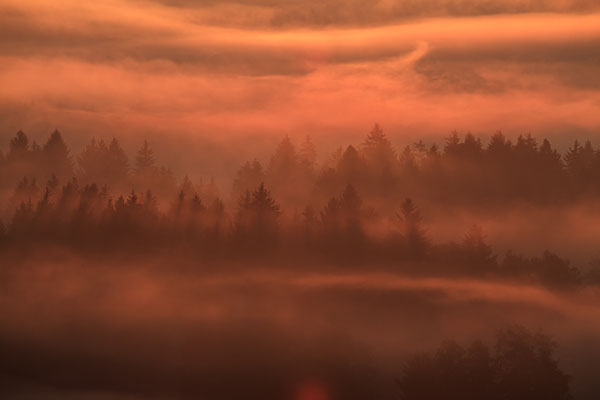 Nebel und Bäume bei Sonnenaufgang