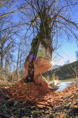 Biberfraß-Spuren an einem Baum