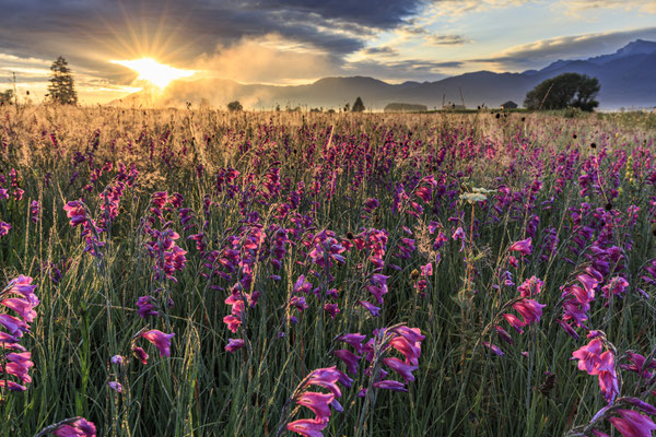Blumen wachsen auf einer Wiese vor Bergen