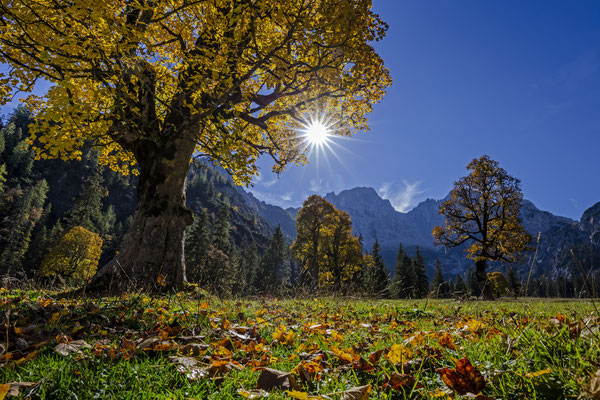 Herbstlich gefärbte Ahornbäume vor Bergen, Sonne, Karwendelgebirge, Österreich