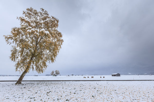 Birke im Schnee