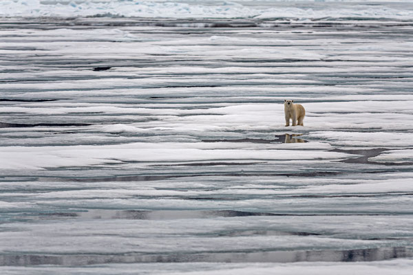 Eisbär, Spitzbergen, Norwegen