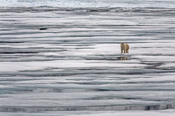 Eisbär geht über Packeis und Eisschollen