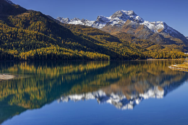 Silvaplana, Lärchen, Engadin, Schweiz