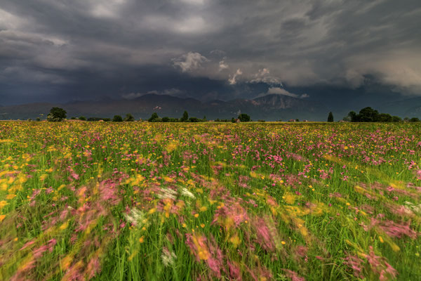 Blumen wachsen auf einer Wiese vor Bergen