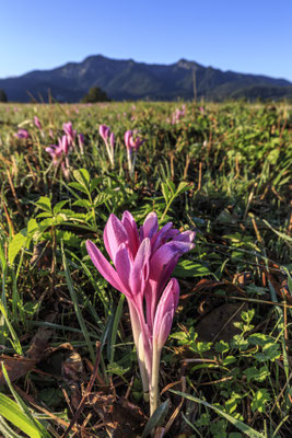 Blumen wachsen auf einer Wiese vor Bergen
