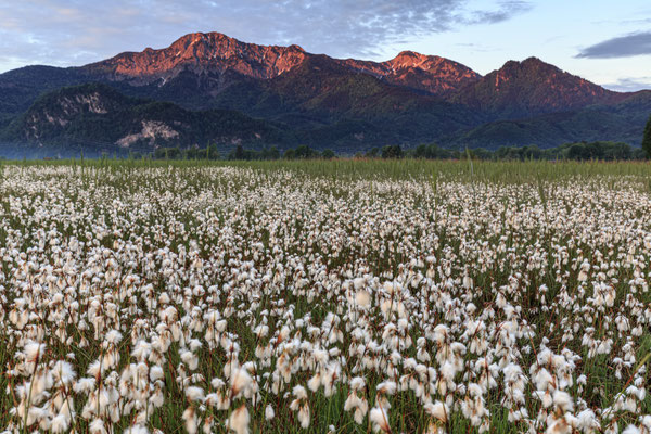 Blumen wachsen auf einer Wiese vor Bergen
