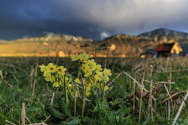 Blumen wachsen auf einer Wiese vor Bergen