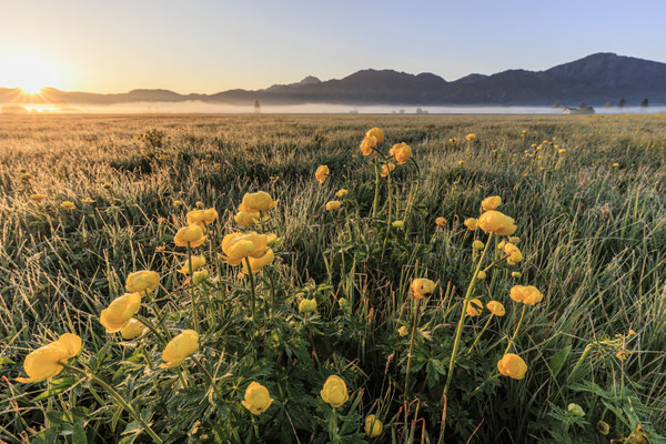 Blumen wachsen auf einer Wiese vor Bergen