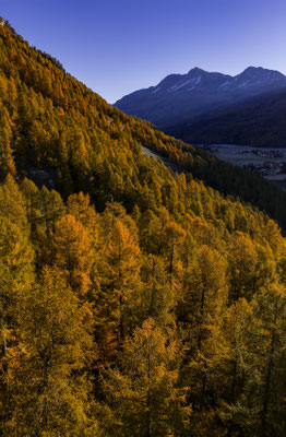 Lärchen, Herbst, Silser See, Engadin, Schweiz