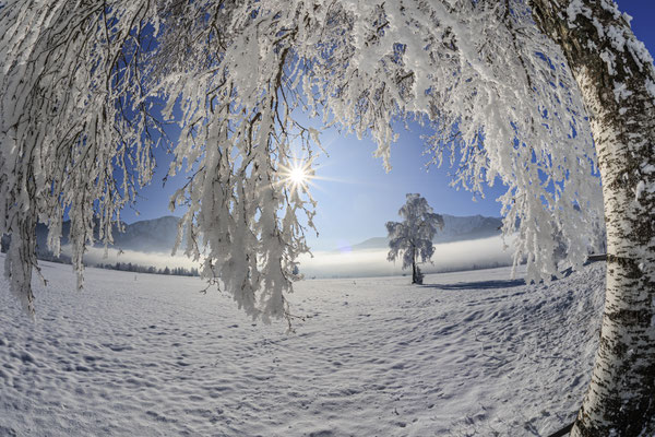 Raureif hängt an Ästen einer Birke im Schnee