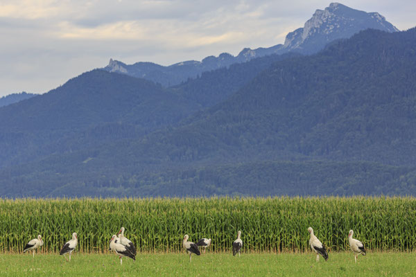 Störche stehen auf einer Wiese