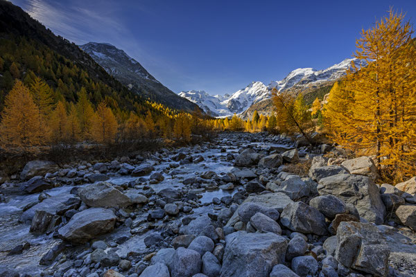 Morteratsch-Tal, Lärchen, Engadin, Schweiz
