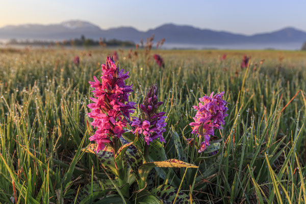 Blumen wachsen auf einer Wiese vor Bergen