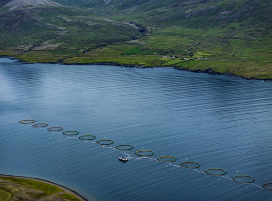 Fischfarm, Ostfjorde, Island