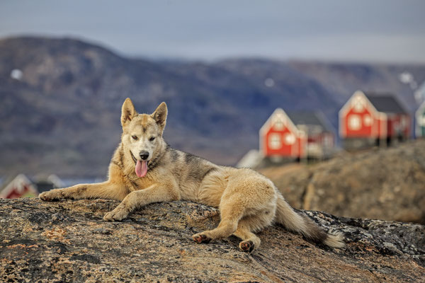 Husky, liegend vor Haus, Ostgrönland, Grönland