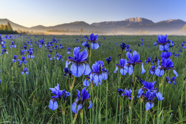 Blumen wachsen auf einer Wiese vor Bergen