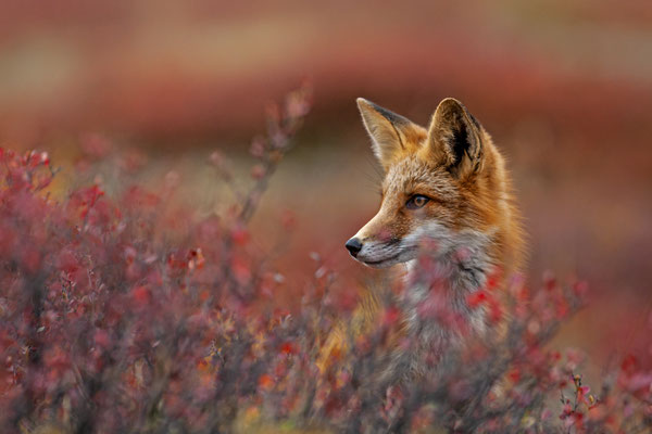 Fuchs, Yukon, Kanada