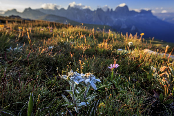 Edelweiß, Südtirol, Dolomiten, Italien