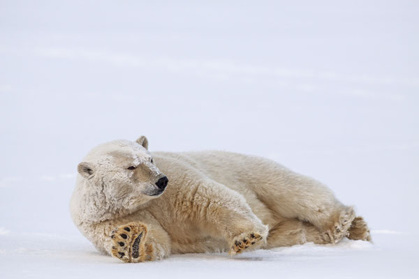 Polar bear, Alaska, USA