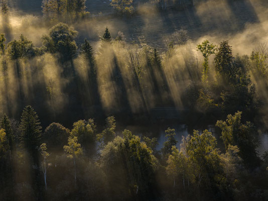 Nebel und Bäume bei Sonnenaufgang