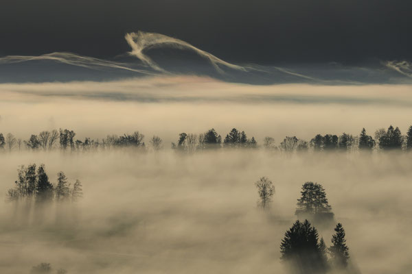 Nebel und Bäume im Morgenlicht